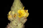 Common mullein